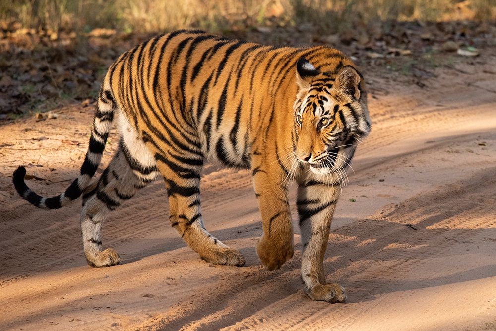 India-Madhya Pradesh-Bandhavgarh National Park Mature female Bengal tiger-endangered species art print by Cindy Miller Hopkins for $57.95 CAD